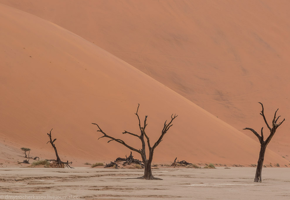 Намибия. Мёртвое болото