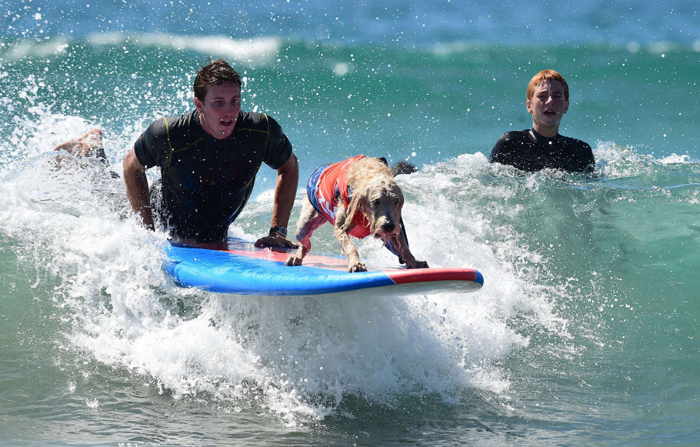 Собачий серфинг в Калифорнии на пляже Хантингтон-Бич