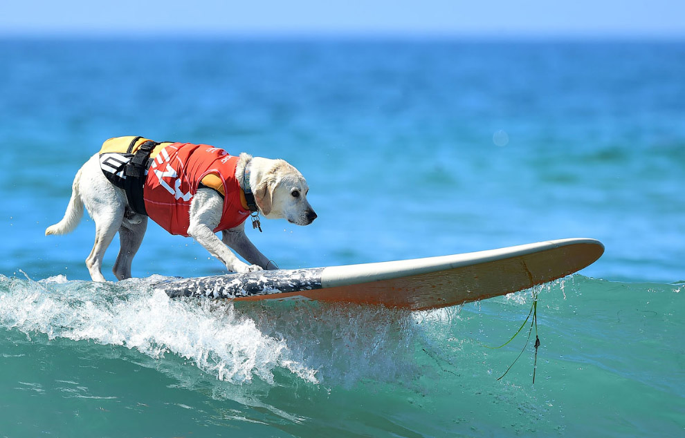 Собачий серфинг в Калифорнии на пляже Хантингтон-Бич