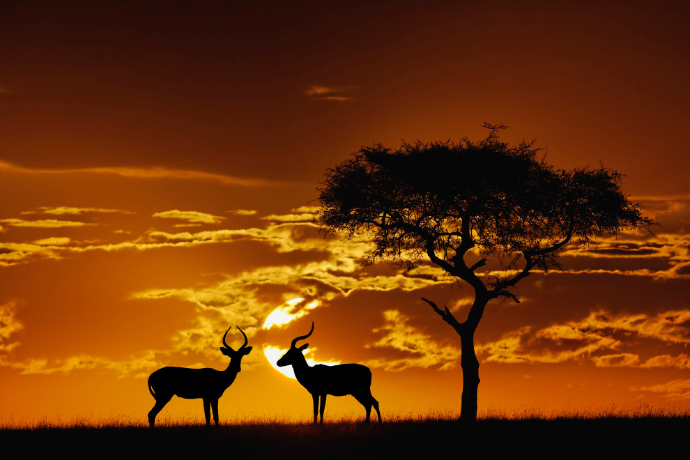 Африканские антилопы