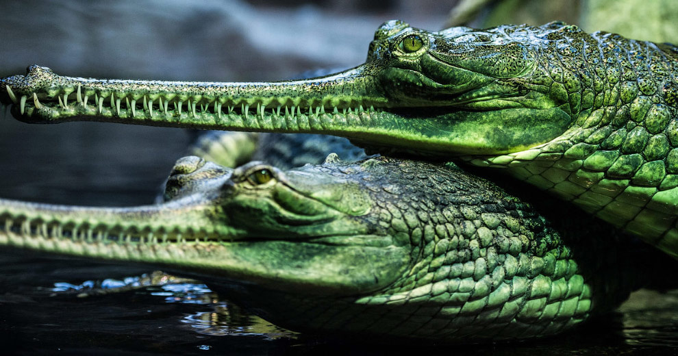 Это гангский гавиал — крупное пресмыкающееся отряда крокодилов