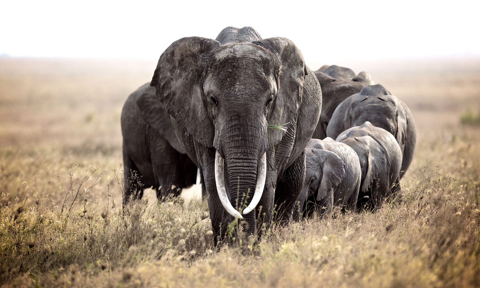 Стадо слонов, Африка