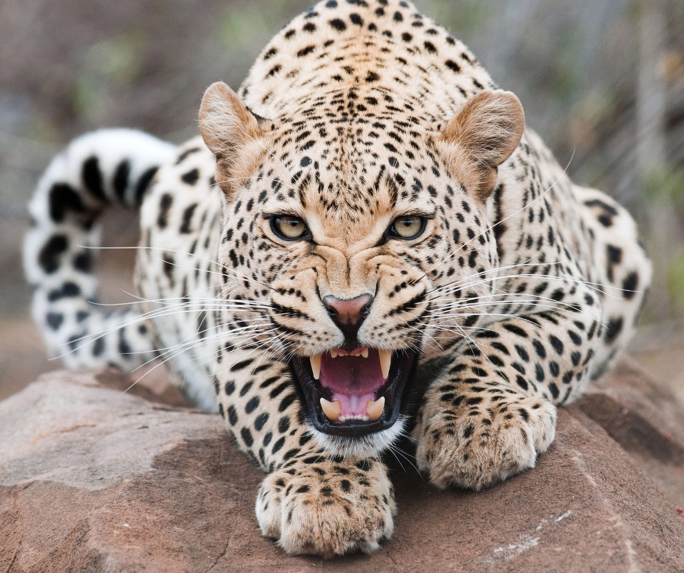 Опасный, но потрясающий снимок леопарда