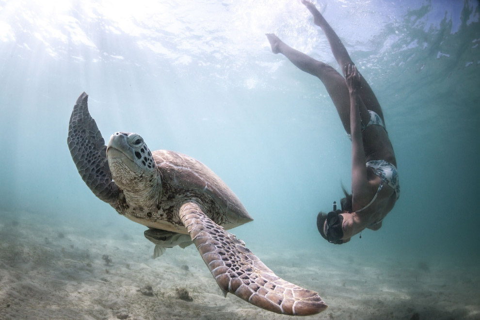 Заплыв с морской черепахой