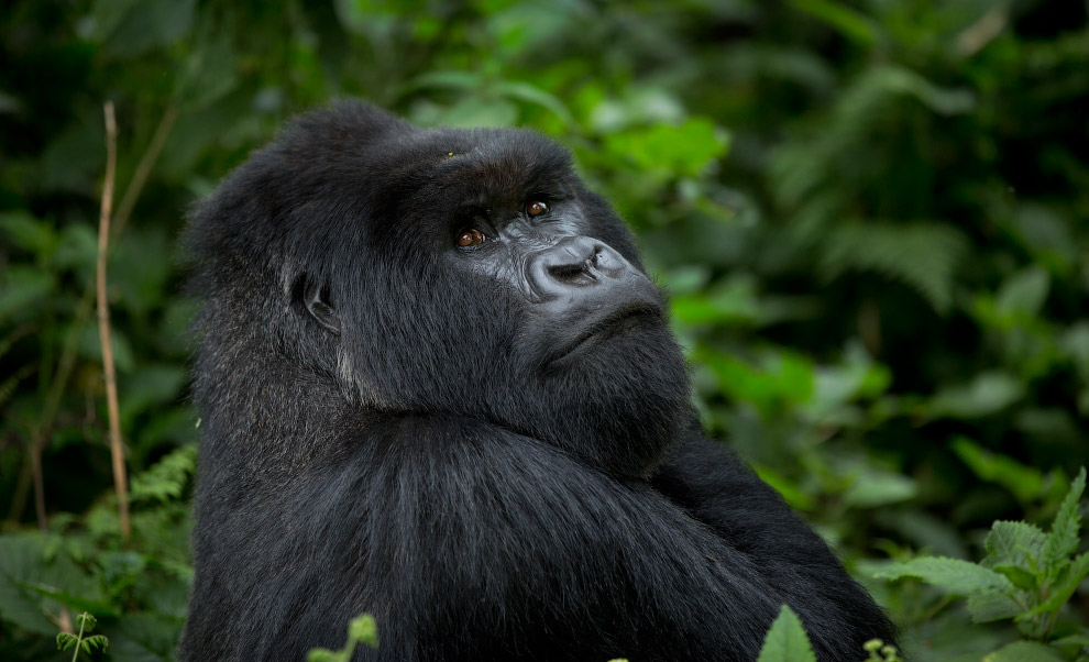 Черные горные гориллы