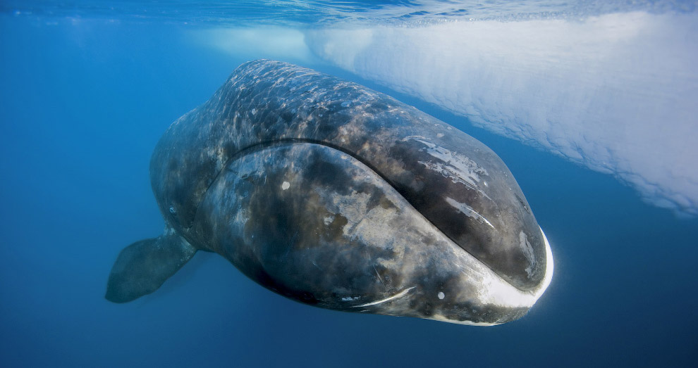 Гренландские киты