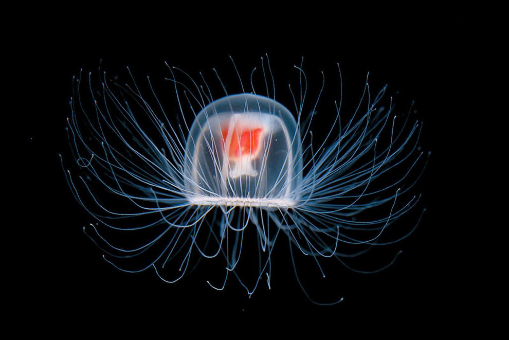 Медуза Turritopsis dohrnii