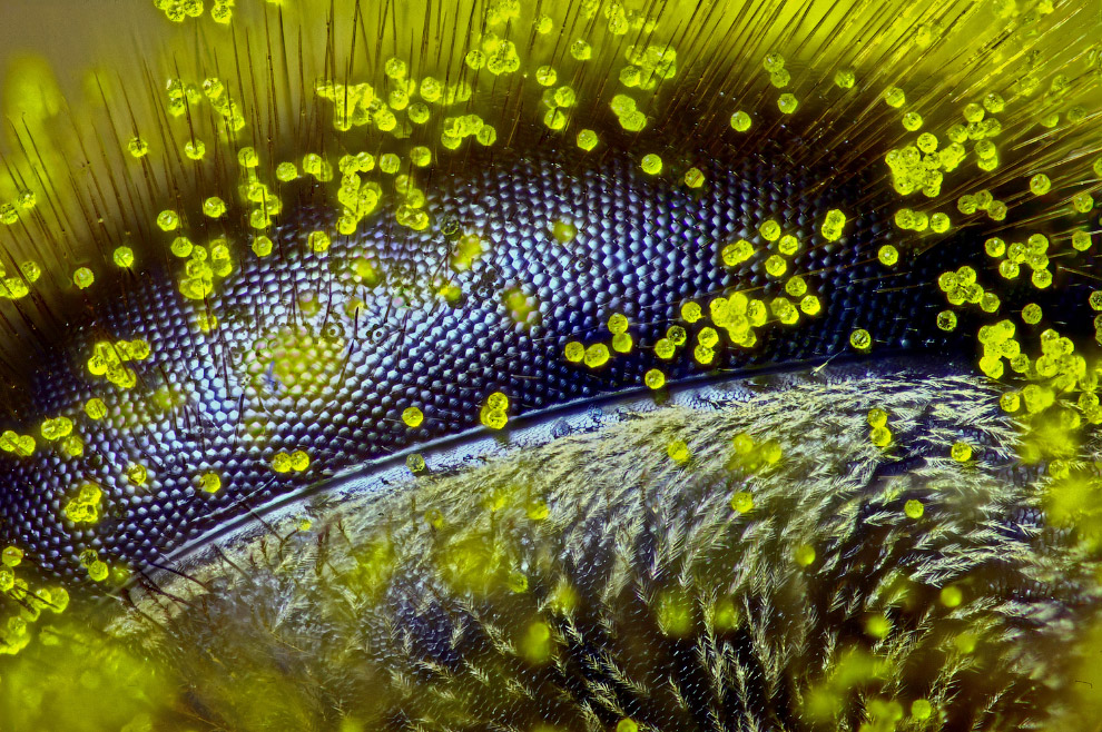  Глаз пчелы, покрытый пыльцой одуванчика. 120-кратное увеличение