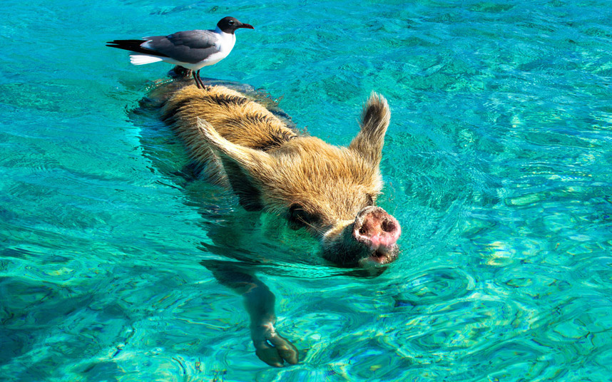 Чайка катается на плавающей свинье на Багамах