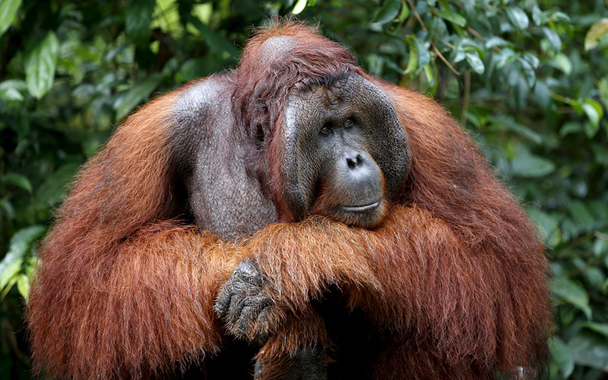 Орангутанг в лесах Индонезии