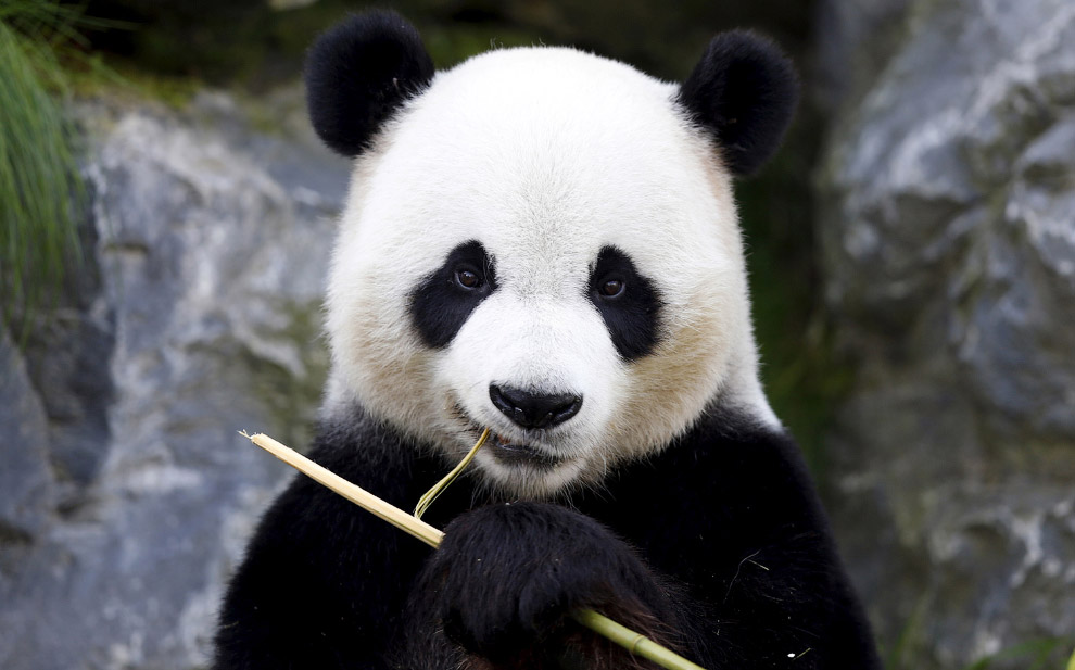 6-летная панда ест бамбук в парке дикой природы в Бельгии