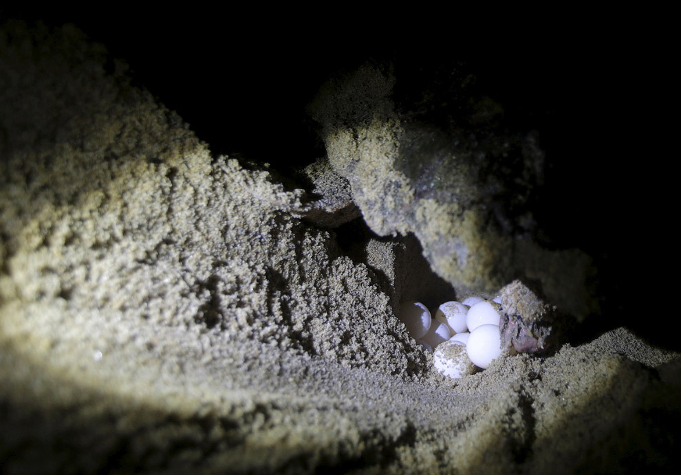 Кладка яиц кожистой черепахи в 4 км от устья ядовитой реки Рио Doce