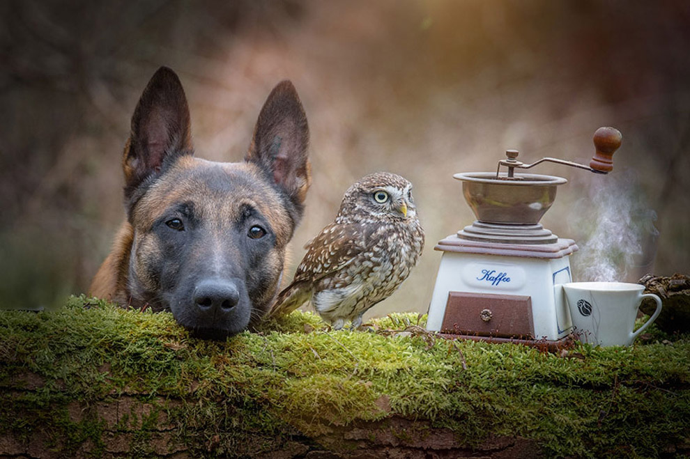 Собака и сова