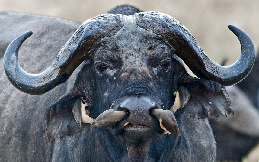 Удивительно, куда птицы могут залезть буйволу в Танзании – прямо в ноздри