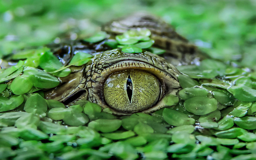 Крокодил в парке Тангеранга, Индонезия