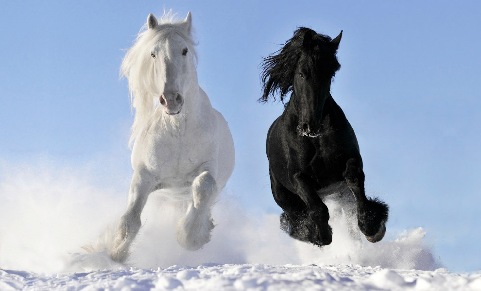 Снежные лошади