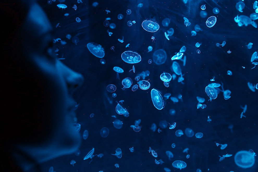 Подсчет медуз — дело непростое