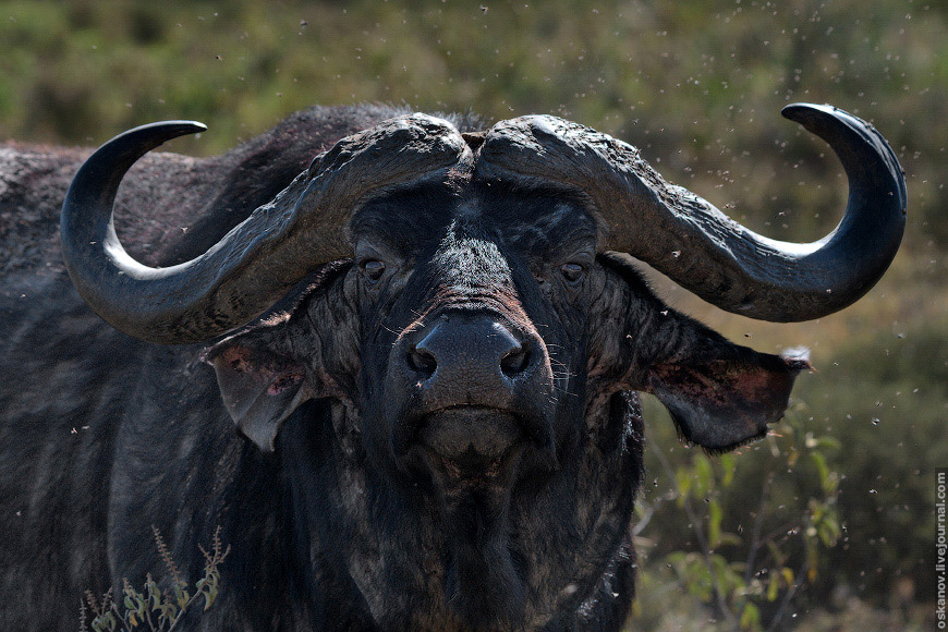 охота львов на буйволов дикая африка