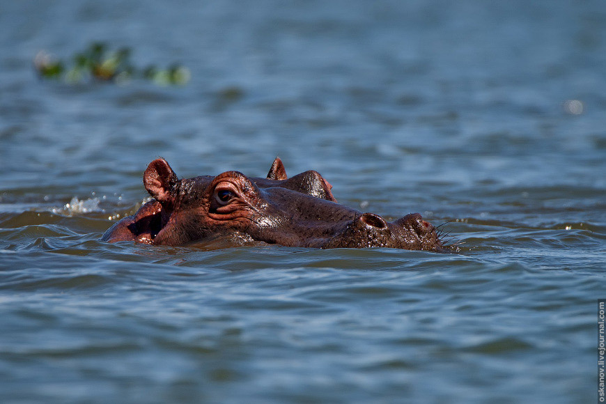 Бегемот (Hippopotamus amphibius)