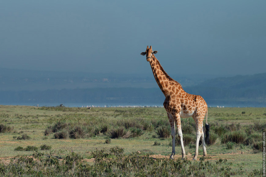 жирафа (Giraffa camelopardalis)