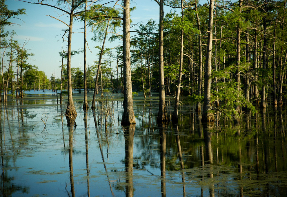 5. Луизиана, США: жизнь на болоте