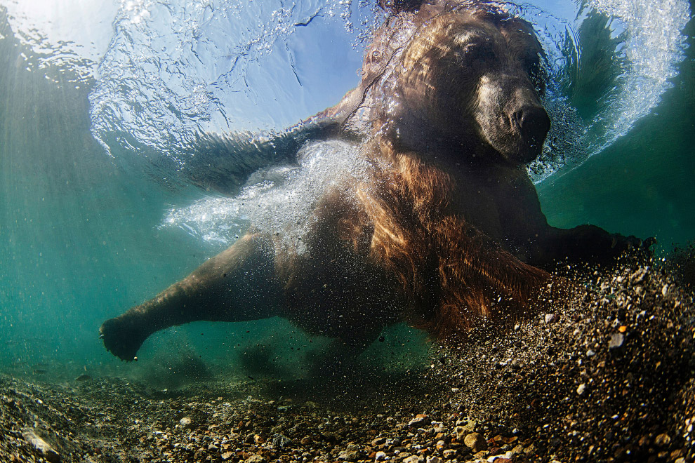 Победитель в категории “Широкоугольный объектив” – Михаил Коростылев со снимков медведя в Курильском озере, Россия