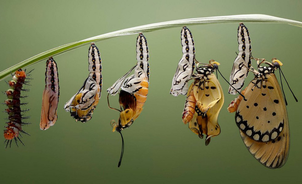 Рождение бабочки