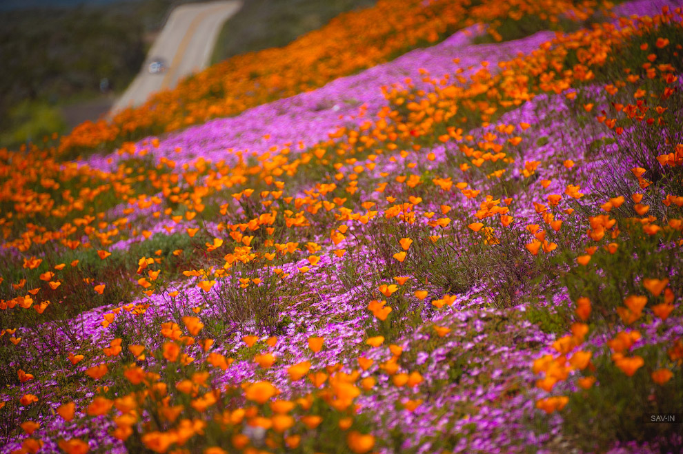 Санта-Барбара и цветущее побережью Калифорнии