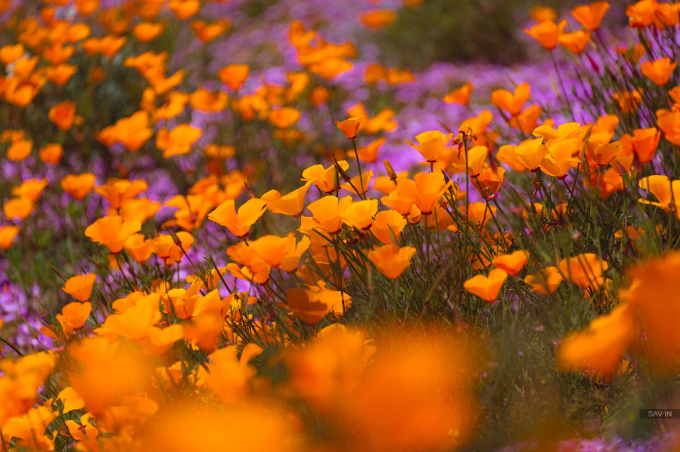 Санта-Барбара и цветущее побережью Калифорнии