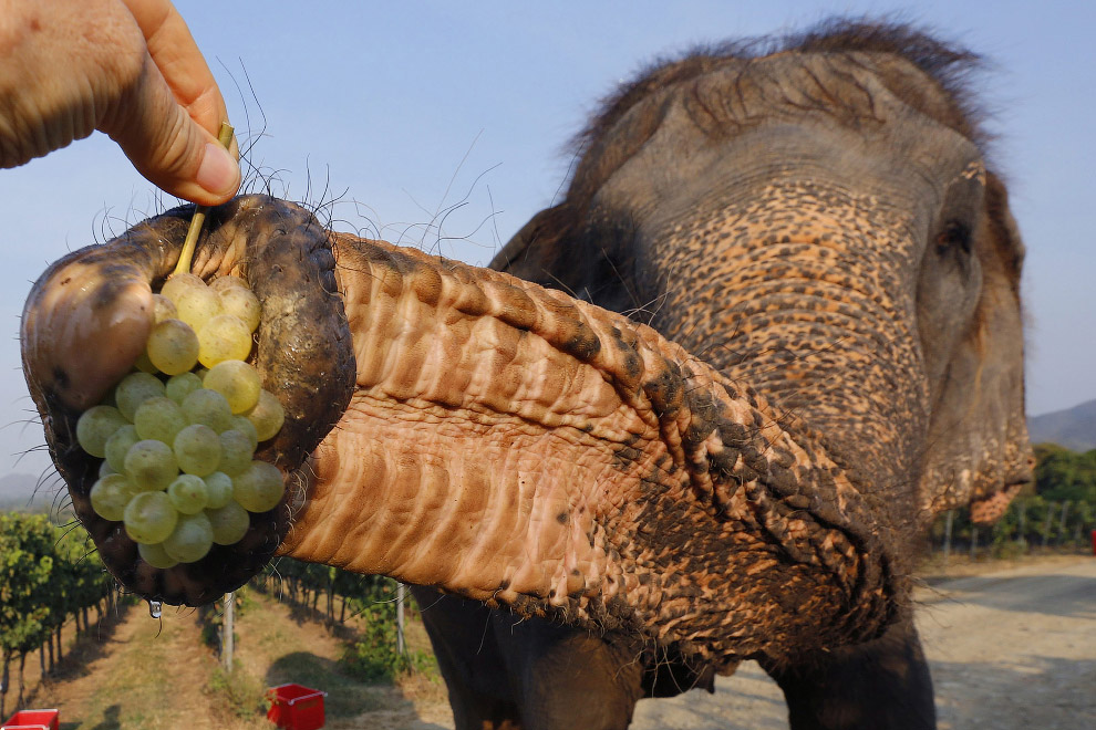 Туристы дают слонам виноград, Таиланд