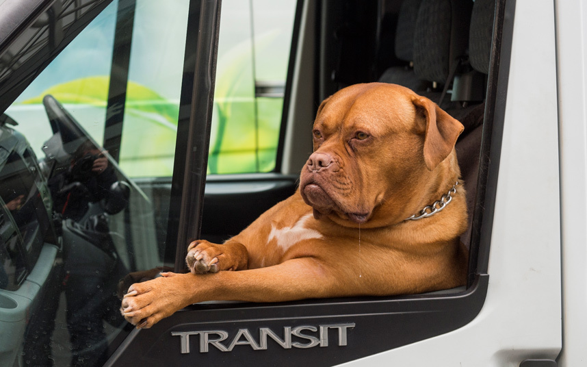 Собака отдыхает в фургоне хозяина в Лондоне