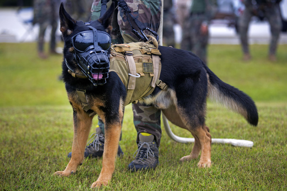 Собаки-морские пехотинцы. База морской пехоты «Кэмп Леже́н» в штате Северная Каролина, США