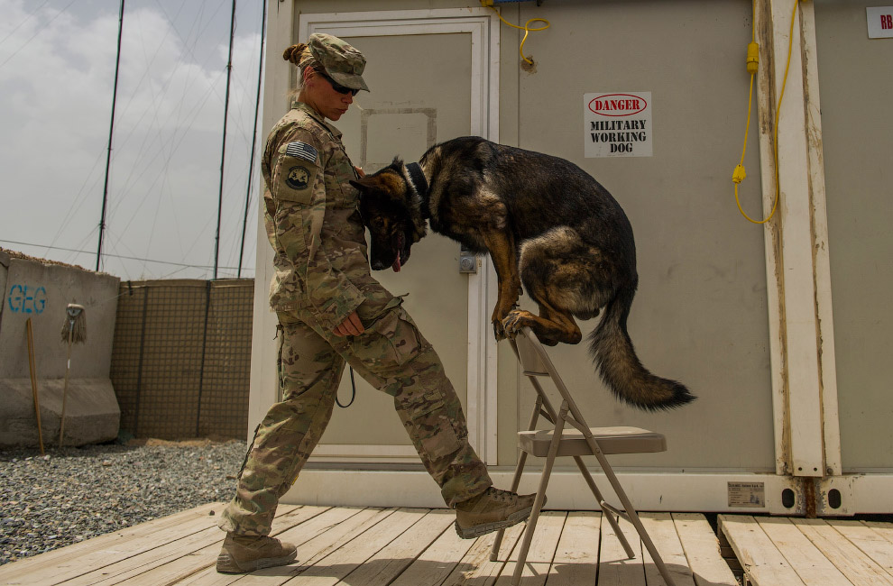 Собака-сапер, Афганистан