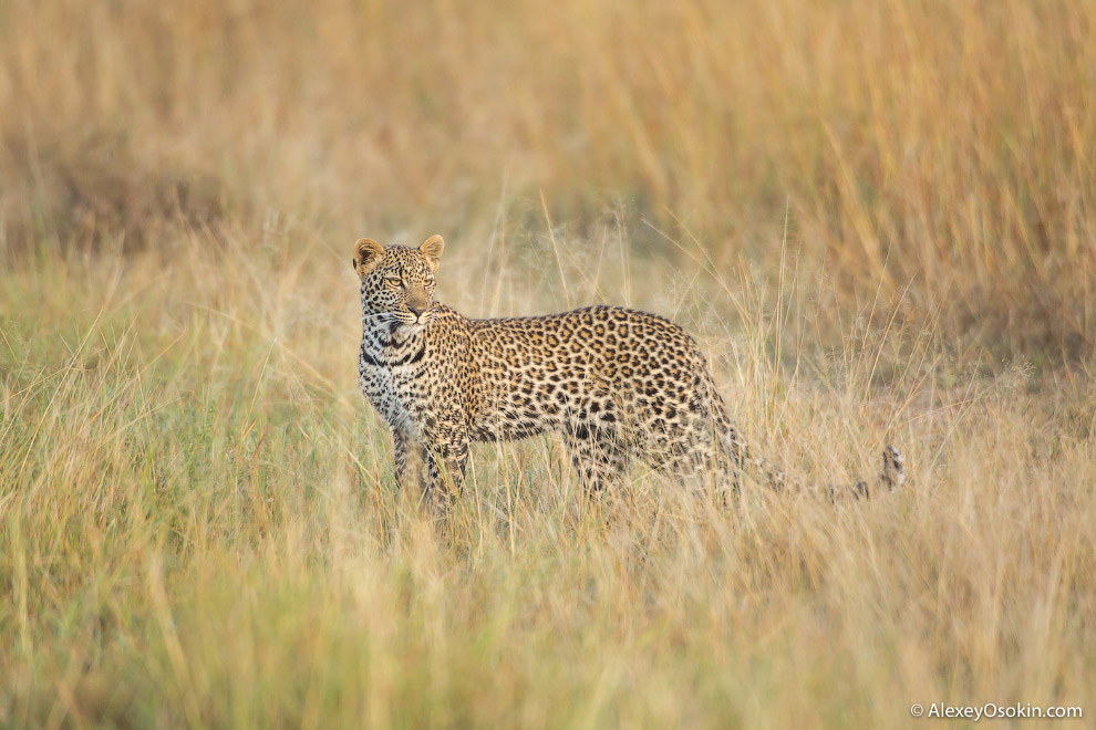 Леопард из Масаи-Мара