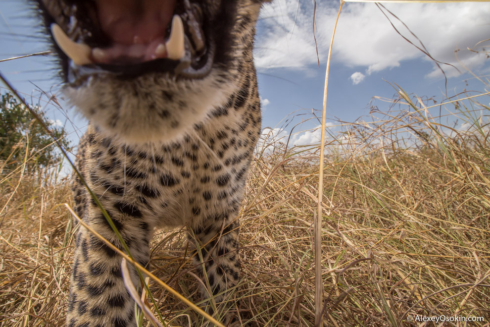 Леопард из Масаи-Мара