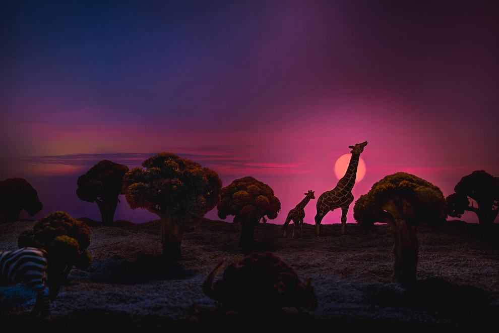 Жирафы и зебра в окружении брокколи и цветной капусты