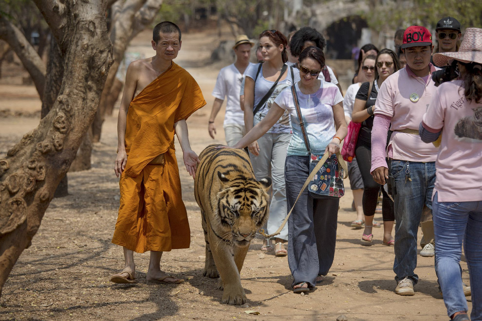 Монах, тигр и туристы, Таиланд