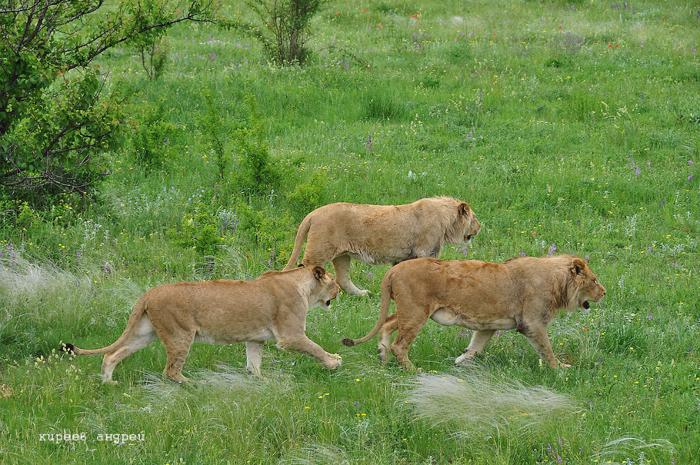 парк львов Тайган