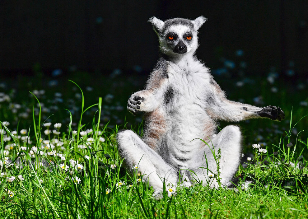 Лемур наслаждается солнечной погодой в зоопарке в Германии