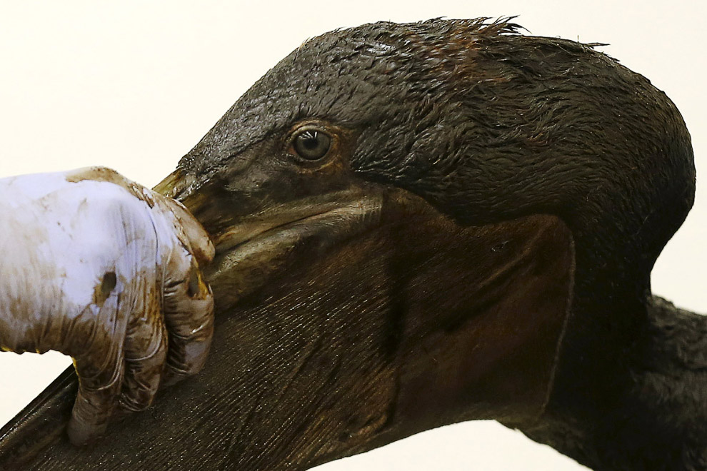 Бедный «нефтяной» пеликан в Калифорнии