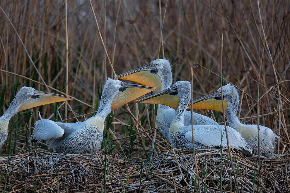 В гостях у пеликанов