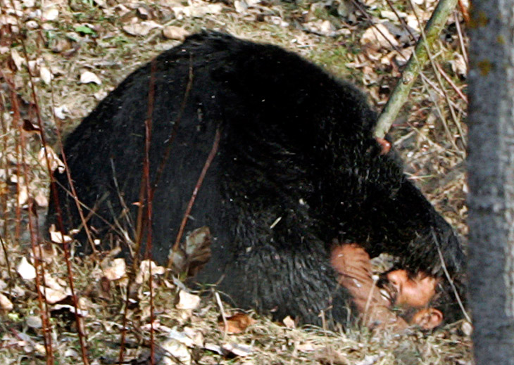 Нападение медведя
