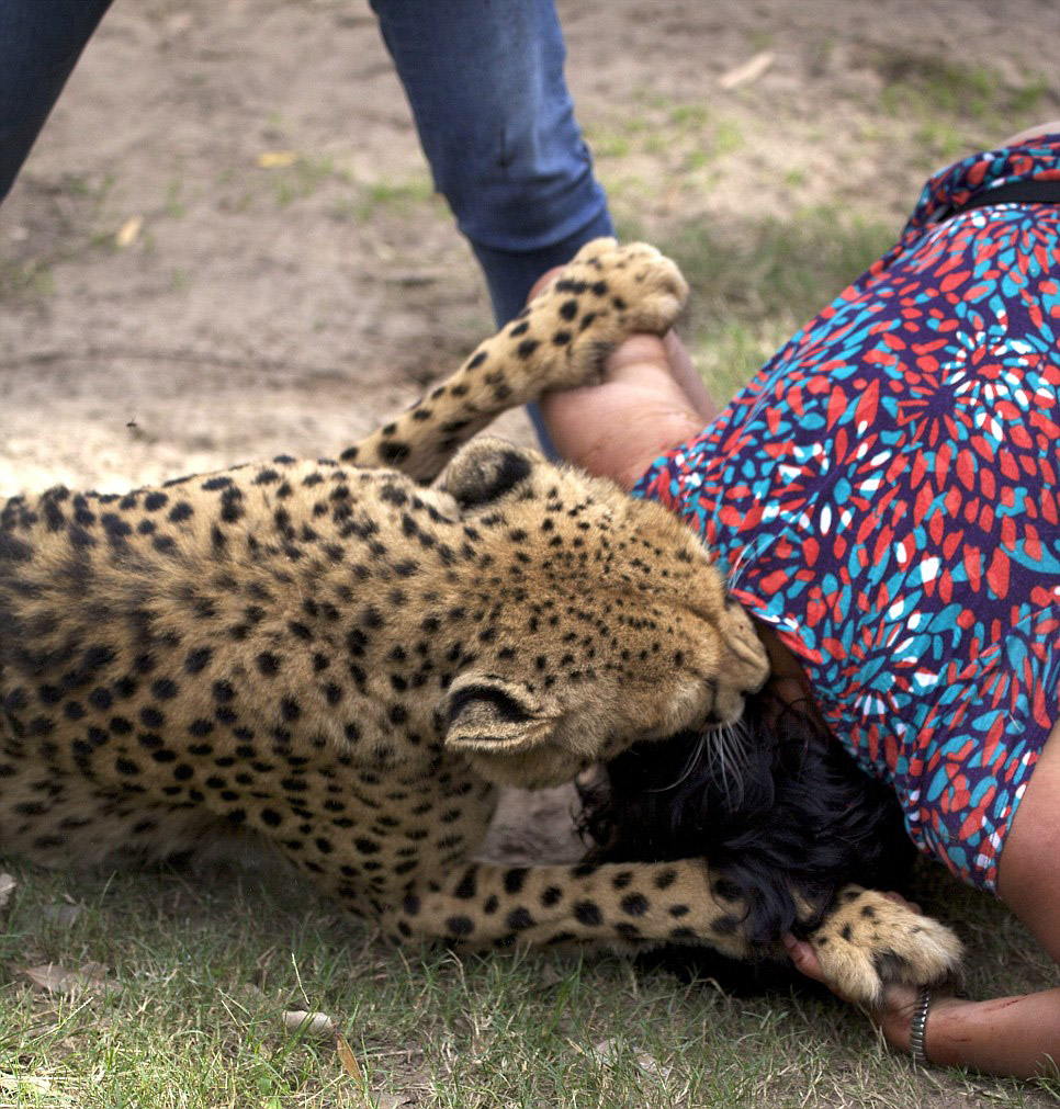 Нападение гепарда