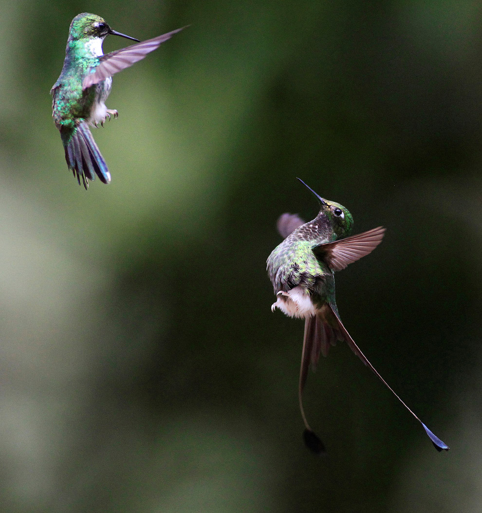 Колибри — птица, способная летать назад