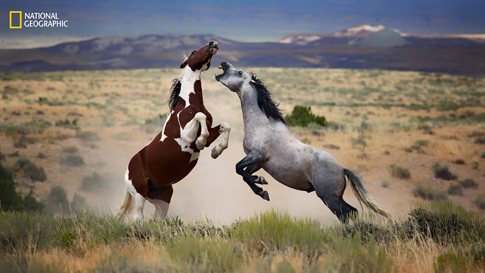Дикие лошади Колорадо