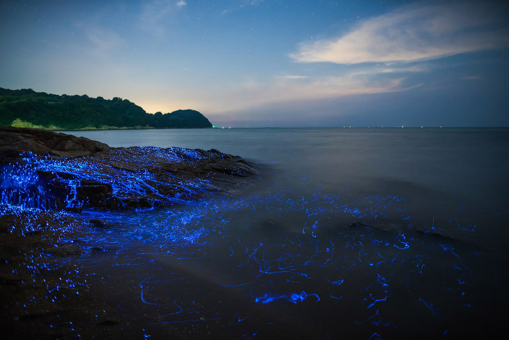 Волшебное свечение у берегов Японии