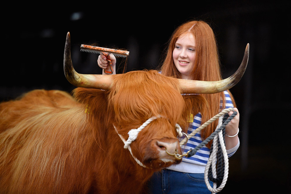 Хозяйка со своей коровой в Эдинбурге, Шотландия