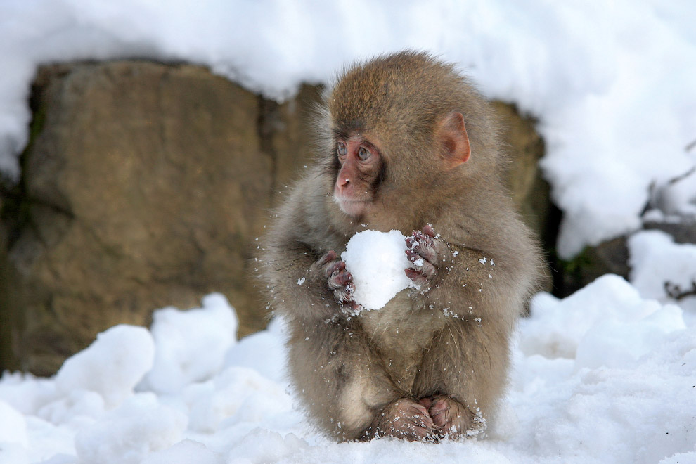 Маленькая обезьянка лепит снежок