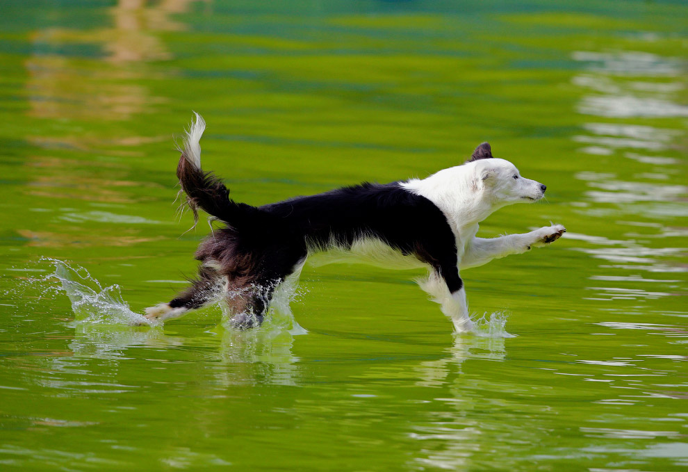 Flying Dogs Competition in Slovenia