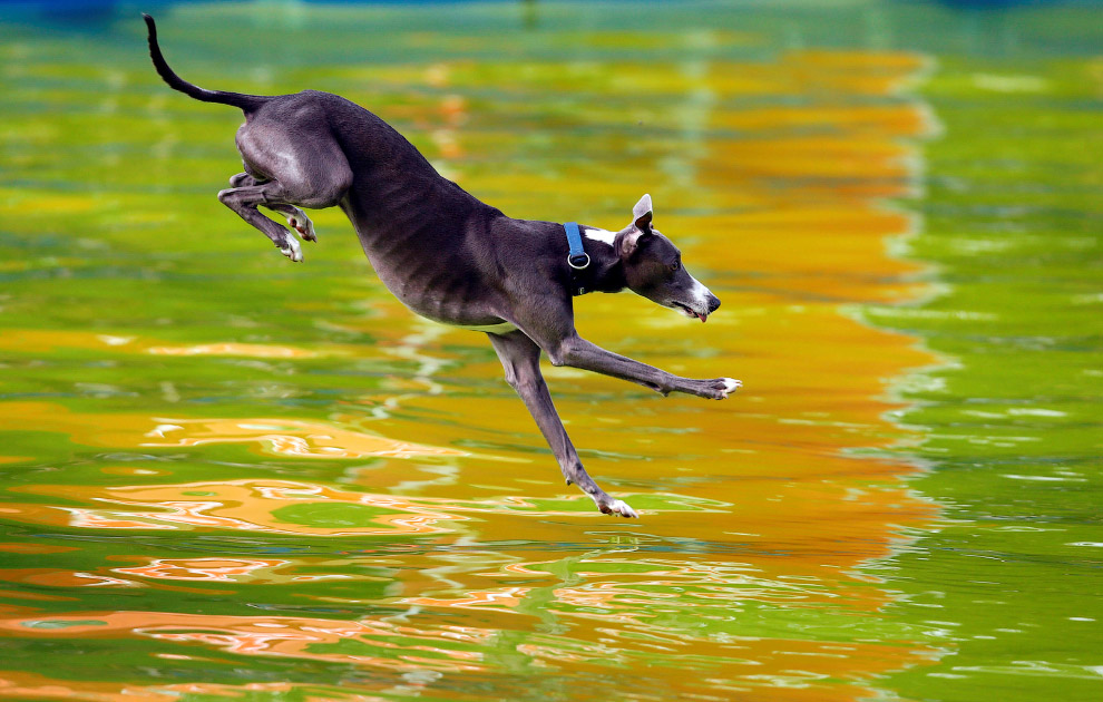 Flying Dogs Competition in Slovenia